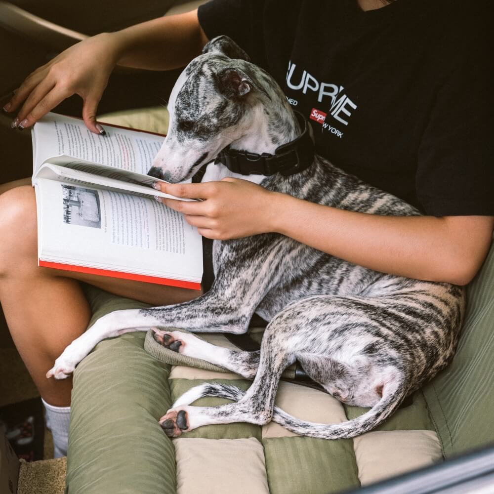 Travel Bolster Seguridad asiento trasero Bed de asiento para perros grandes - salón de ajedrez