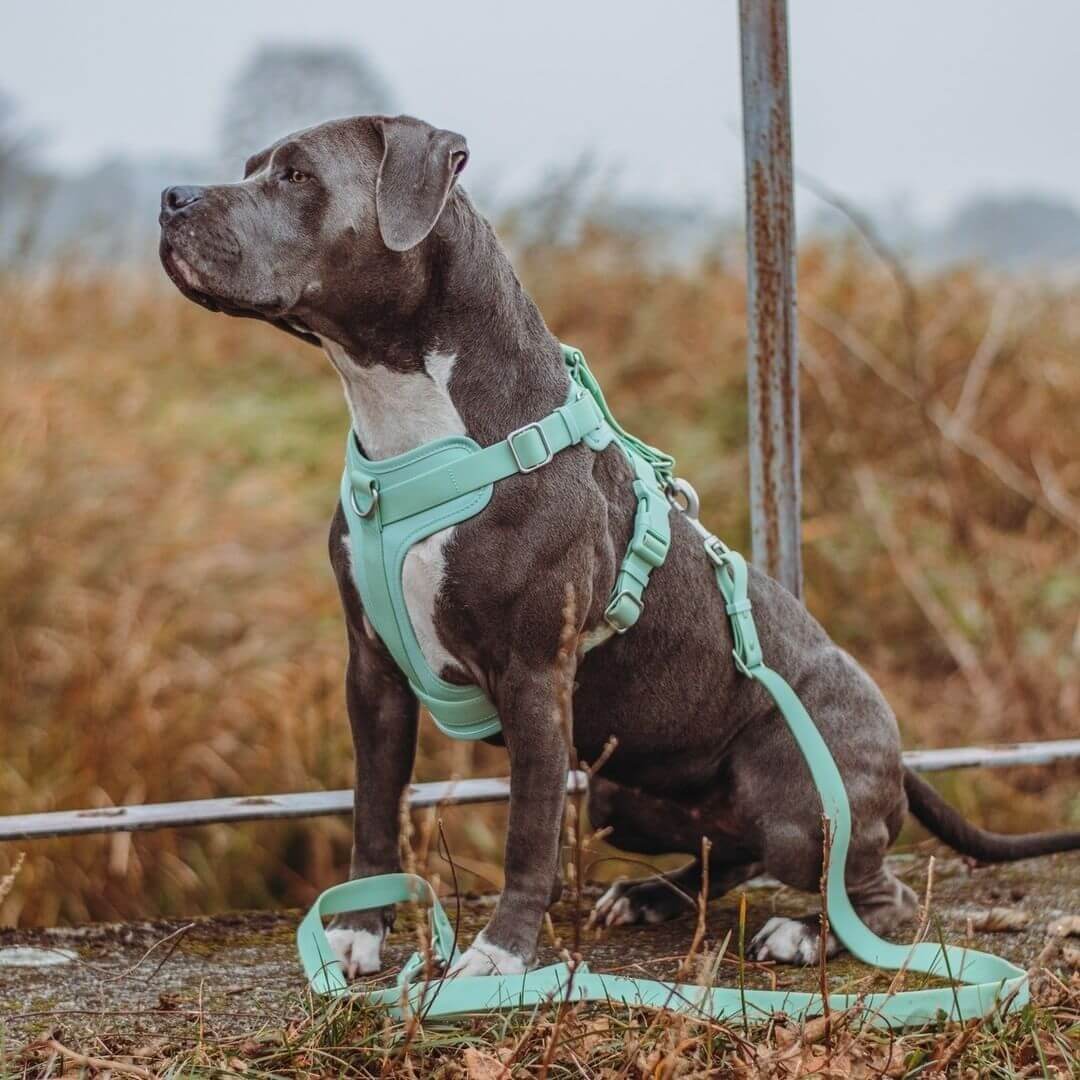 Accesorios para perros gummy cool set de caminata