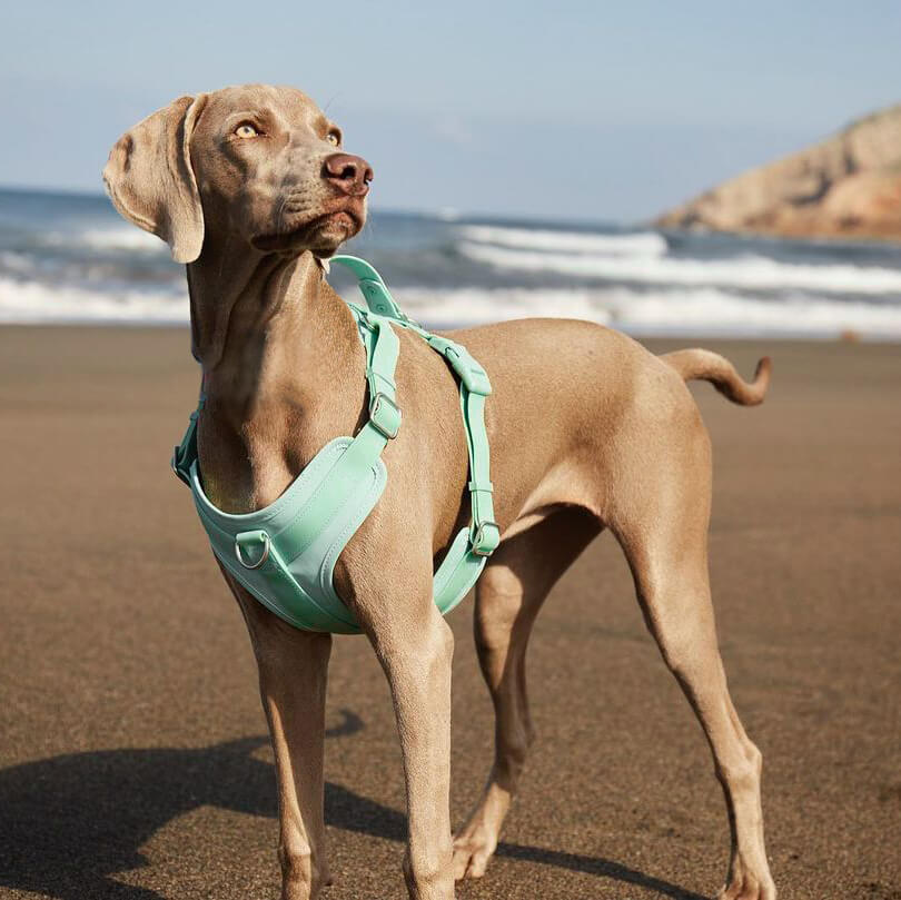 Accesorios para perros gummy cool set de caminata