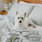 Comfortable Luxury Sateen 100% Bamboo Duvet Cover Bed Sheet Set