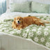 Cloud Flocked Water Water-Funcional Sherpa Dog Manket