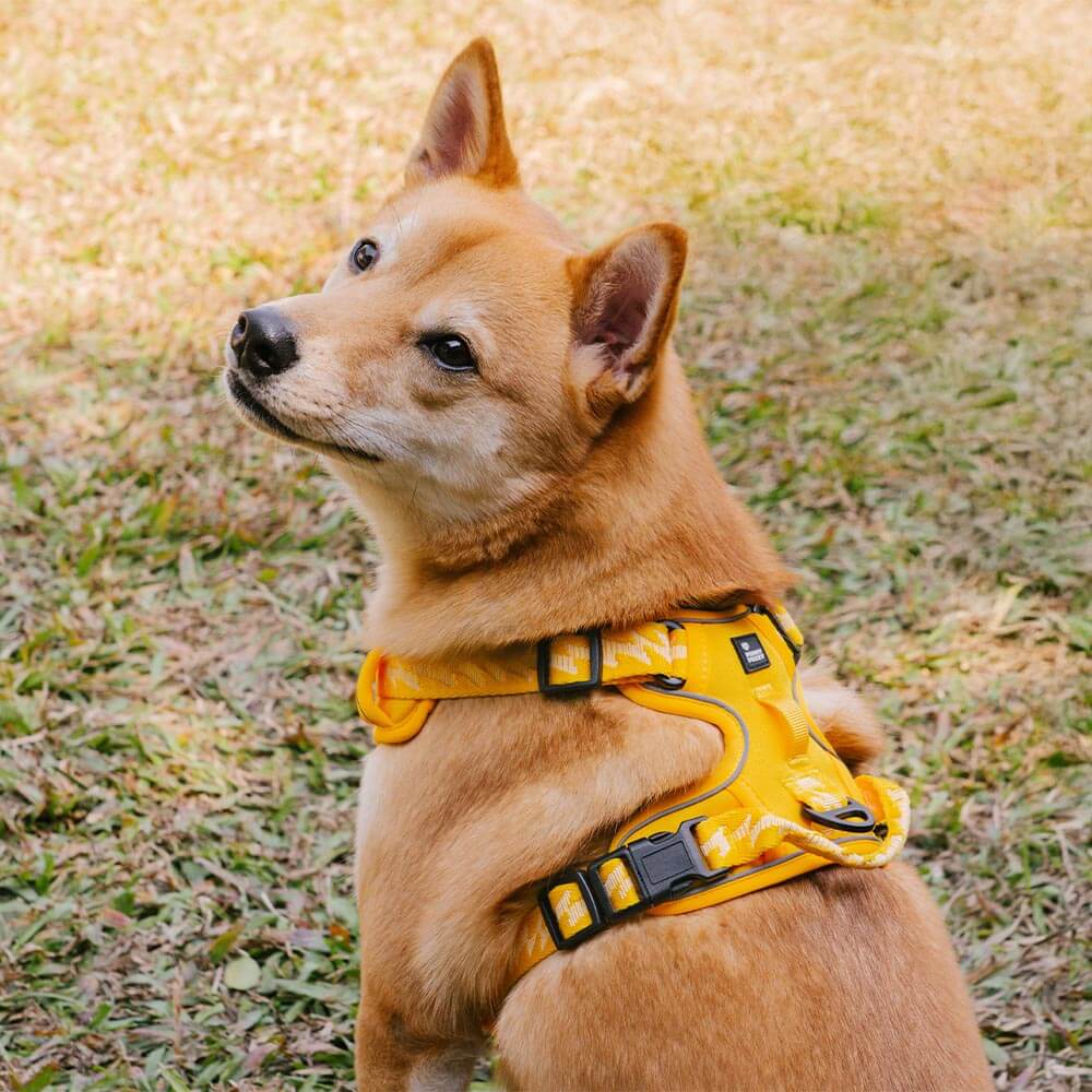 Funnyfuzzy reflectante mazo de perros al aire libre ajustable - Flexi Walker