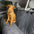 Soft Chenille Waterproof Dirt-Resistant Pet Backseat Protector Hammock Dog Car Seat Cover