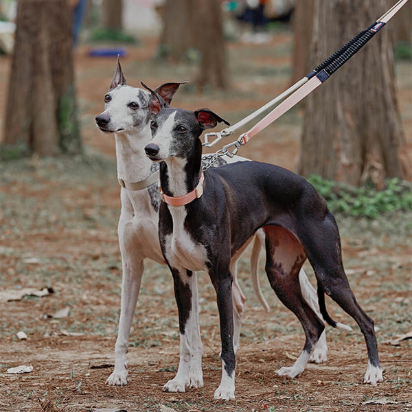 Reacción en cadena Anti-Pull Martingale Collar de entrenamiento para perros