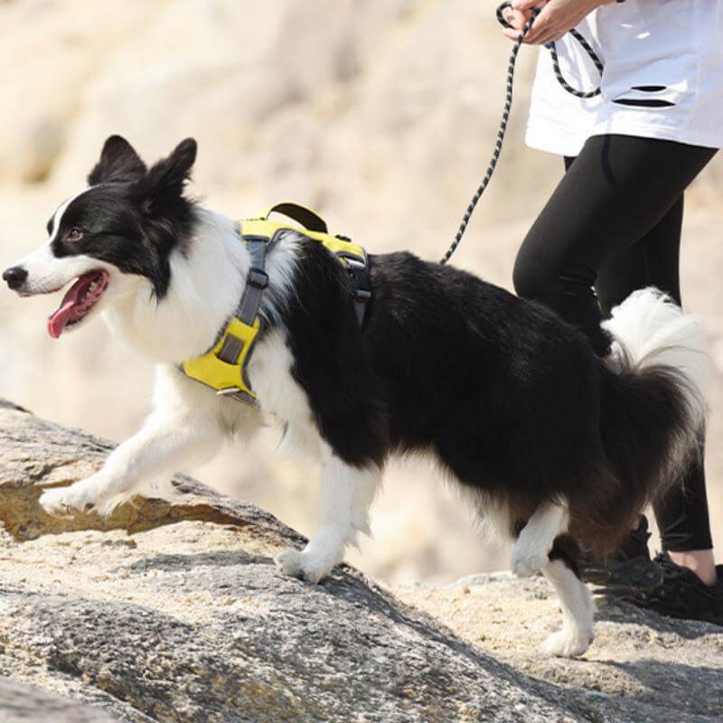 Arnés anti-pull de explosión a prueba de explosión multifunción a un arnés para perros grande