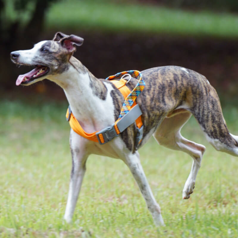 Harnais anti-traction pour grand chien, tampon réfléchissant, pour coffre