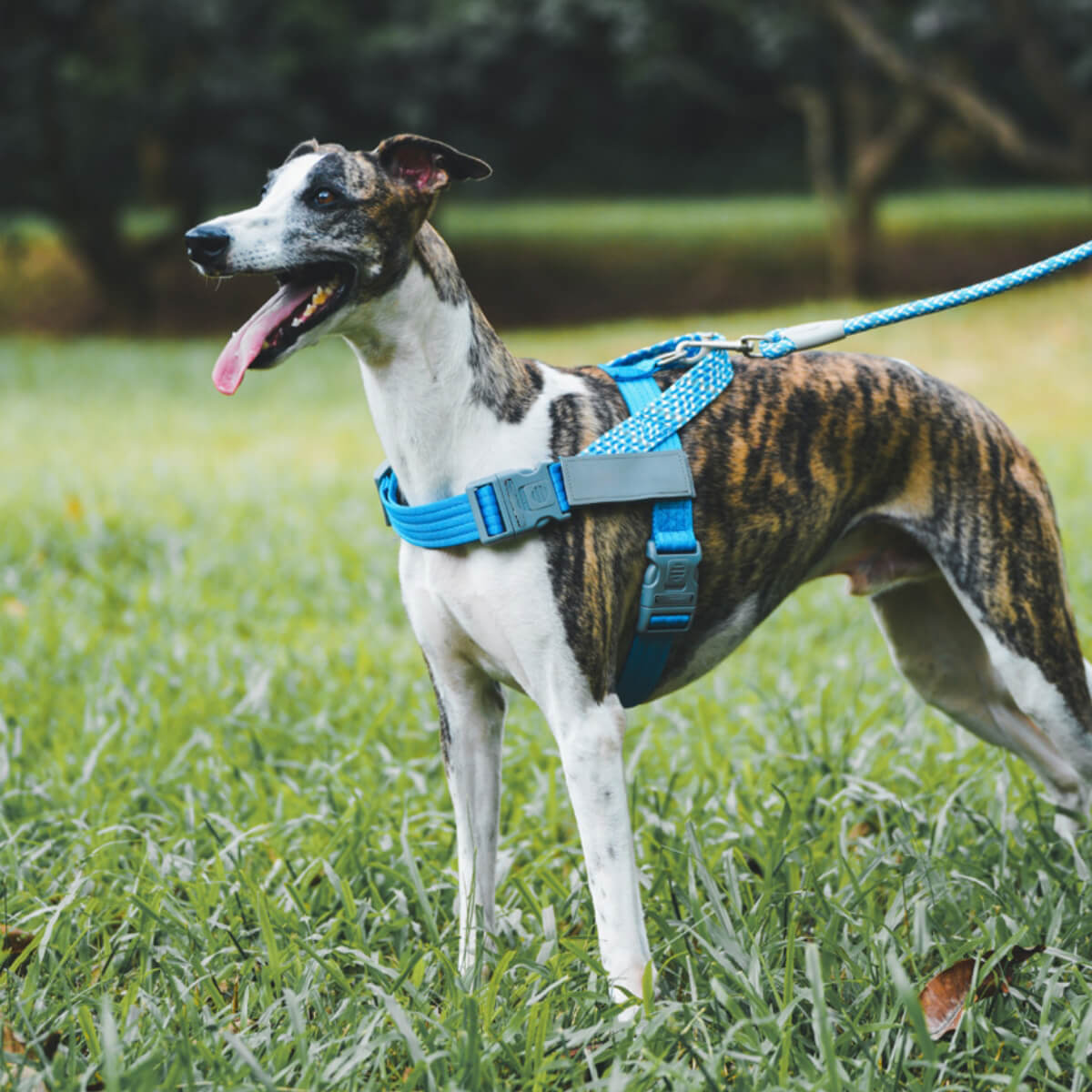Harnais anti-traction pour grand chien, tampon réfléchissant, pour coffre