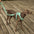 Gummy Cool Dog Accessories Walk Set